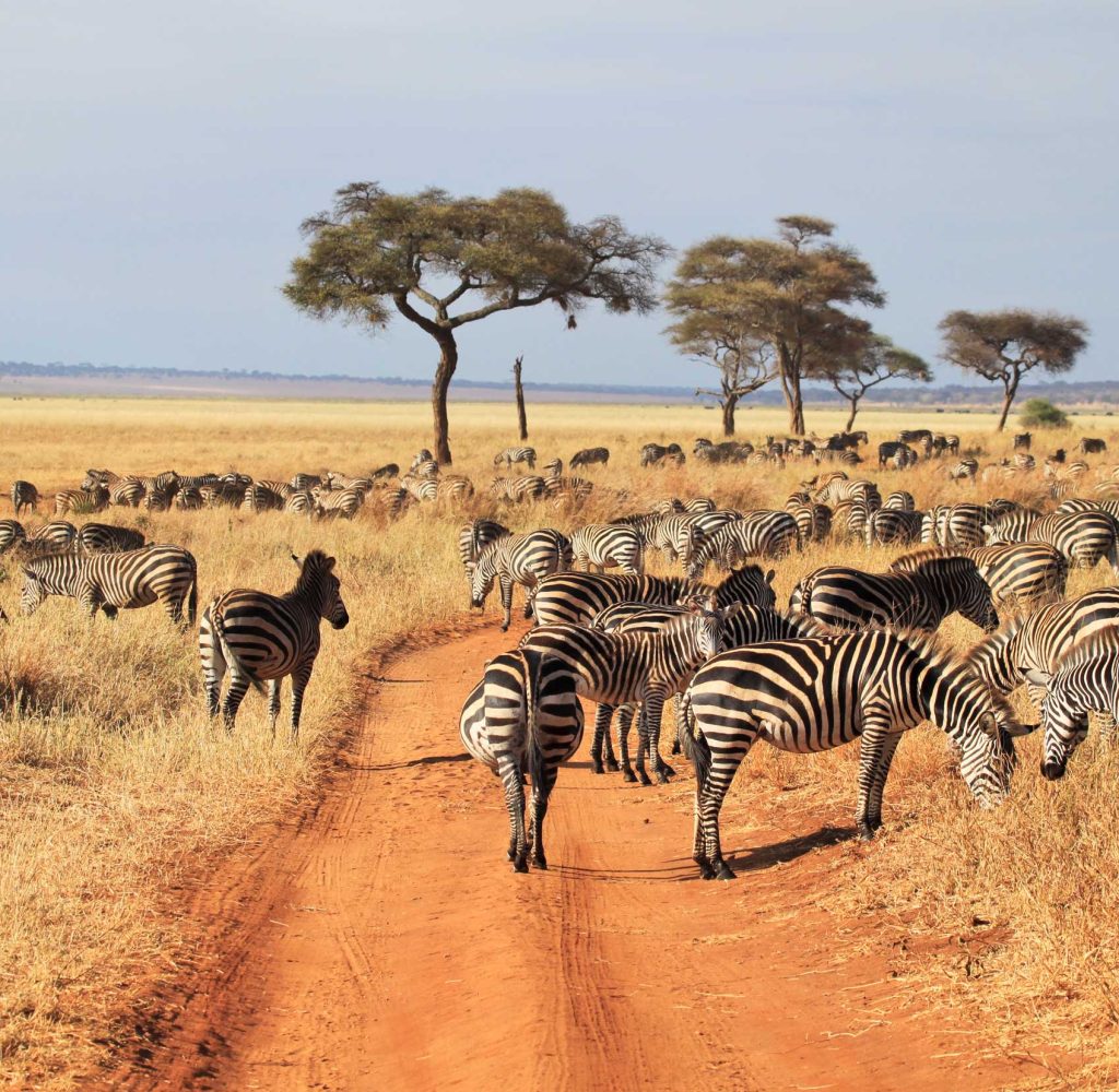 herd-zebras-tarangire-park herd-zebras-tarangire-park